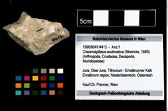 Foto (Objekt + Etikett) von Cracensigillatus acutirostrus (Moericke, 1889)  (NHMW-GEO-1990-0041-4413)